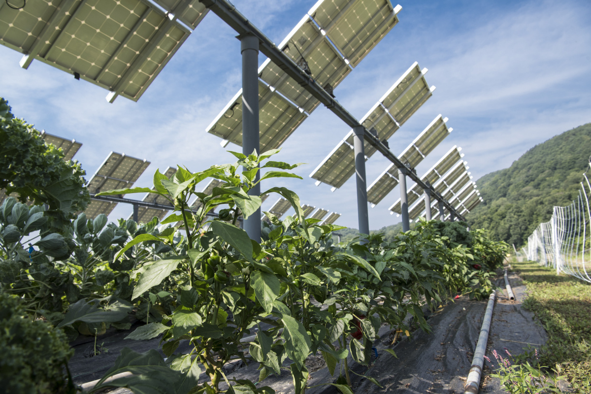 Solar Panels